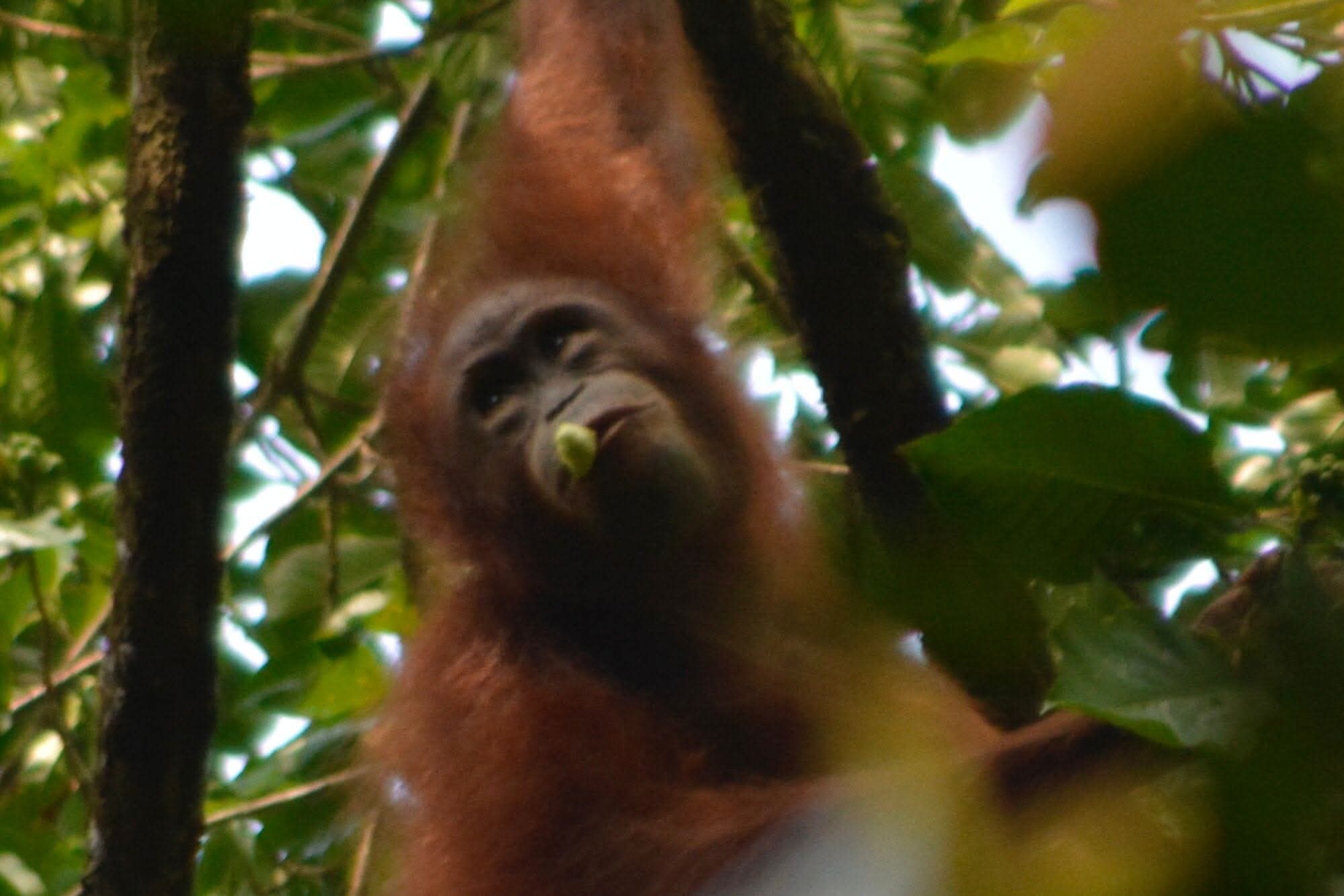 Sumatra Orangutan jungle trekk package 10Days