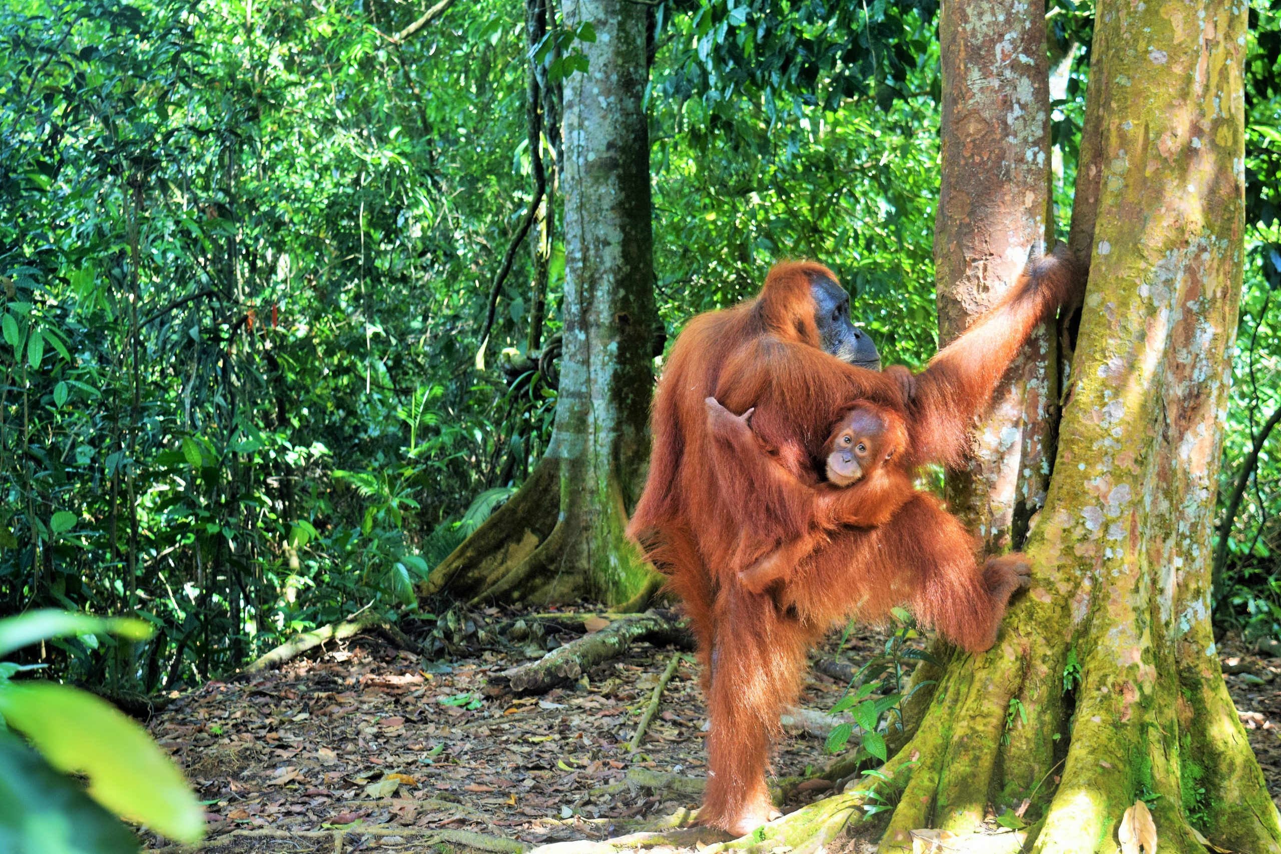 Bukit Lawang Orangutans Lake Toba Tour Package 6Days